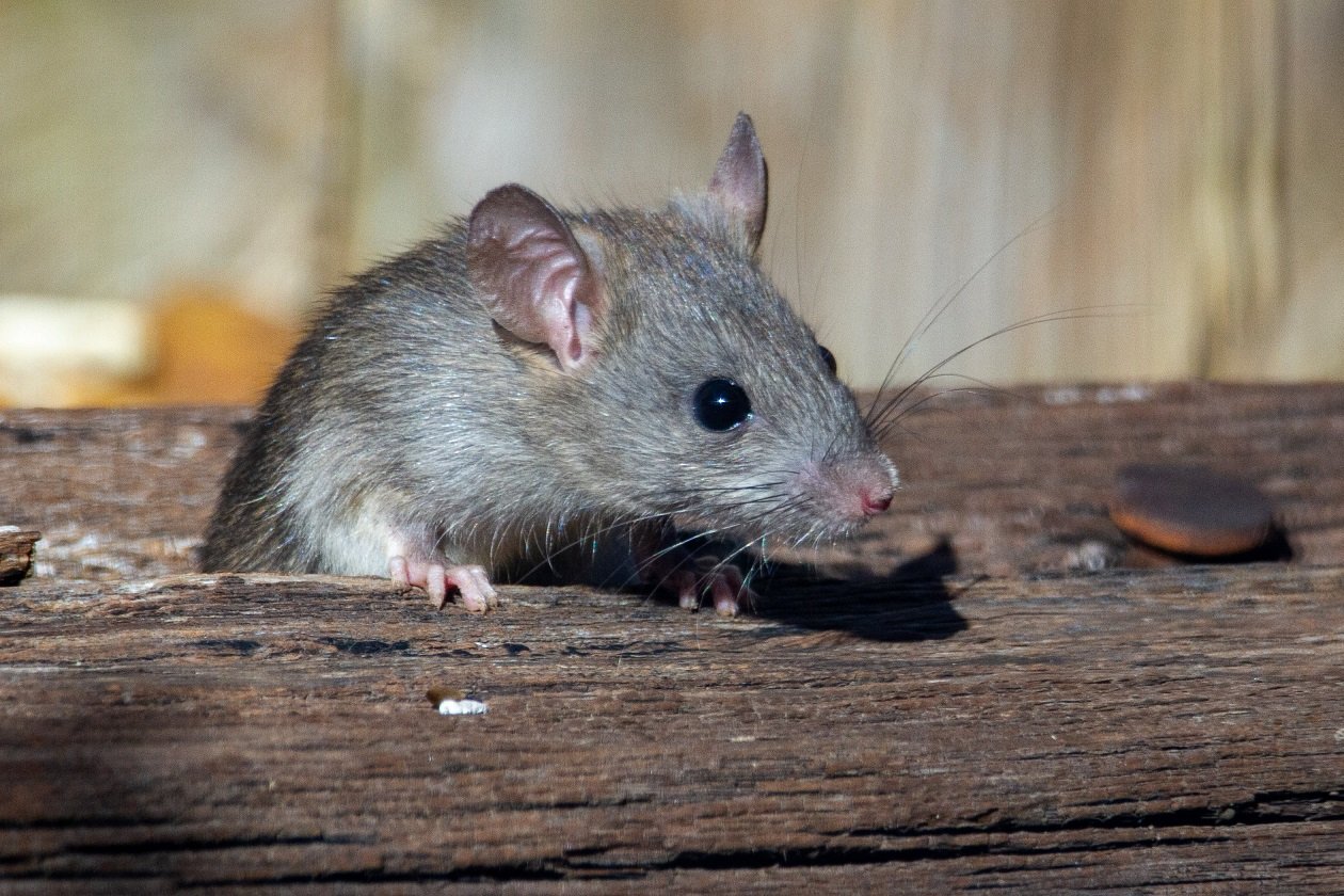 Rat control treatment process in Mumbai